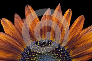 Red Sunflower on Black - Helianthus annuus