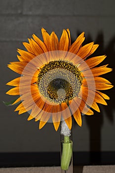 Red Sunflower Heirloom