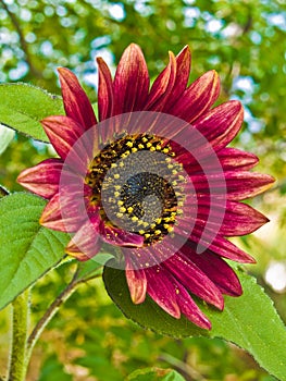 Red Sunflower, Helianthus annus