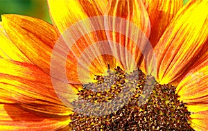 Red Sunflower Macro