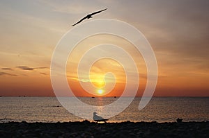 Red sunrise at sea with birds silhouette