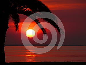 Red sunrise sunset with silhouetted large palm tree and ocean