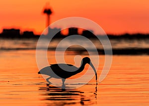 Red sunset bird silhouette beach