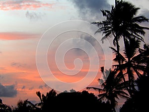 The red sunset and black palm trees