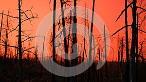 Red Sunset Forest Fire Damage Trucking Shot