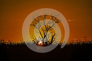 Red sunset of the hot sun on the background of the silhouette of a tree and dry grass. Red Sky. Global warming, climate change,