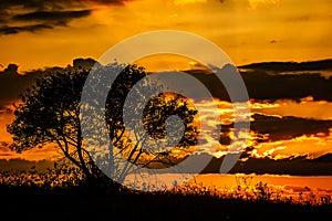Red sunset of the hot sun on the background of the silhouette of a tree and dry grass. Red Sky. Global warming, climate change,