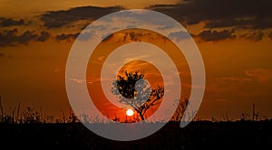 Red sunset of the hot sun on the background of the silhouette of a tree and dry grass. Red Sky. Global warming, climate change,