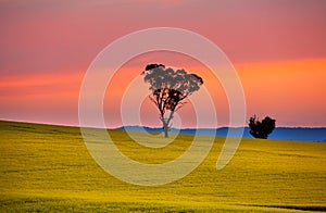 Red sunset sky over canola fields in Cowra NSW Australia