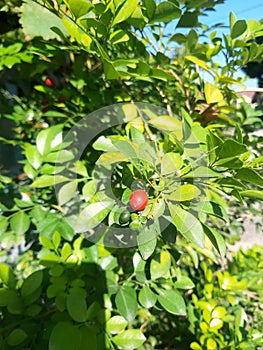 the red surfed the green sea happily