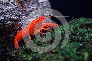 Red swamp crawfish Procambarus clarkii.