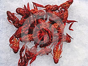 Red swamp crayfish cooked on ice displayed for sale in a supermarket in Madrid, Spain.