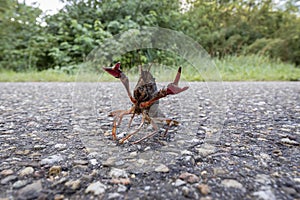 A red swamp crayfish on land in Rotterdam, being an invasive species