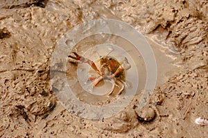 Red swamp crayfish Procambarus clarkia  in threat posture.