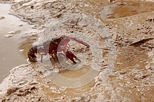 Red swamp crayfish Procambarus clarkii crawling on mud