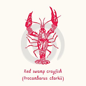 Red Swamp Crayfish Procambarus clarkii top view. Ink black and white doodle drawing in woodcut style