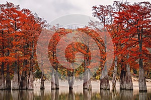 Red swamp cypresses, autumn landscape with lake