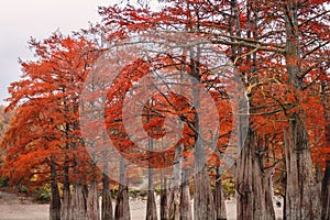 Red swamp cypresses, autumn landscape with lake