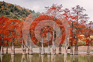 Red swamp cypresses, autumn landscape with lake
