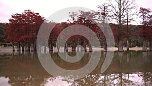 Red swamp cypresses and lake, autumn background. Cloudy day