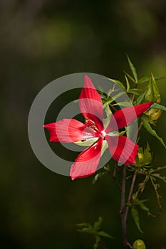Red swamp hibiscus hibiscus coccineus grows in the Corkscrew Swamp photo