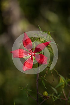 Red swamp hibiscus hibiscus coccineus grows in the Corkscrew Swamp photo