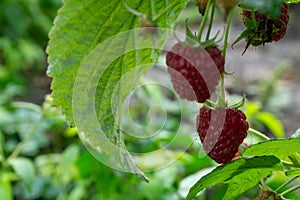 Red sweet berries growing on raspberry bush in fruit garden.