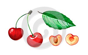 Red sweet cherries whole and half with leaf watercolor illustration n