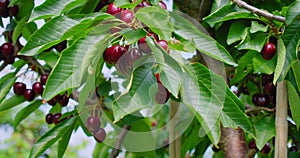Red sweet cherry tree branch with bunch of tasty fruits on wind. Fresh organic berry harvest. Ripe harvest in garden