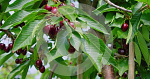 Red sweet cherry tree branch with bunch of tasty fruits on wind. Fresh organic berry harvest. Ripe harvest in garden
