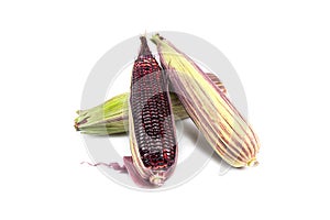 Red sweet corn or Siam Ruby Queen can be eaten fresh isolated on a white background