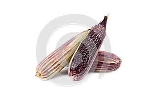 Red sweet corn or Siam Ruby Queen can be eaten fresh isolated on a white background