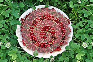 red sweet currant berry in the plate over green nature, summer harvest