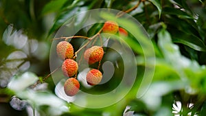 red and sweet lychee on tree