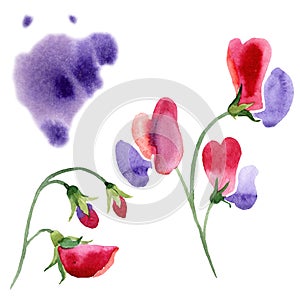 Red sweet pea flowers. Watercolor illustration set on white background. Isolated sweet pea illustration element.