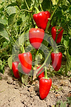 Red sweet pepper planting in the garden. Growing, harvesting red bell peppers