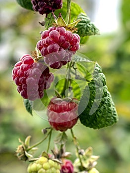 red sweet ripe raspberries on a branch in the garden