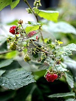 red sweet ripe raspberries on a branch in the garden