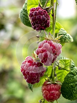 red sweet ripe raspberries on a branch in the garden