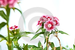 Red Sweet William Dianthus Barbatus flowers isolated on white background photo