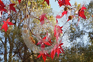 Red Sweetgum tree leaves photo