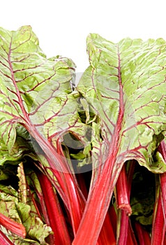 Red Swiss Chard