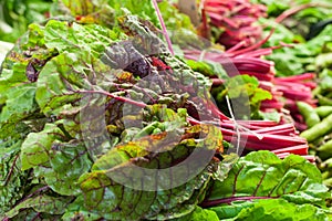 Red swiss chard bunch raw and fresh