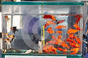 red swordtail and angelfish juvenile, artificial aqua trade breed of wild ornamental fish, popular, easy species for beginner