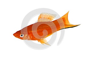 Red Swordtail Xiphophorus Helleri aquarium fish isolated on white