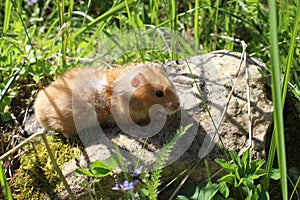 Red Syrian hamster sits on a stone. Pet on a walk, green grass and summer day