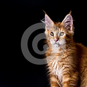 Red tabby American Coon Cat looking at camera.A big cat. Front view, studio shot