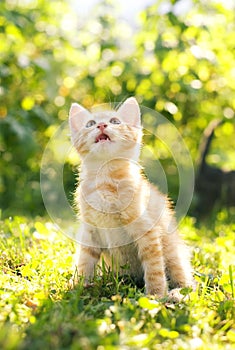 Red tabby cat