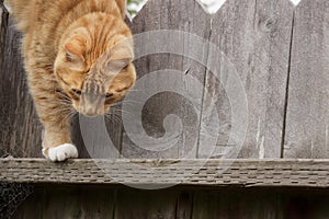 Red tabby cat climbing down from a fence