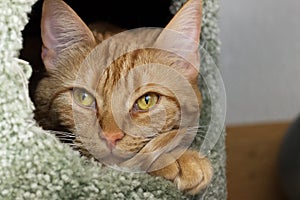 Red tabby cat curled up in a hole in a cat pole